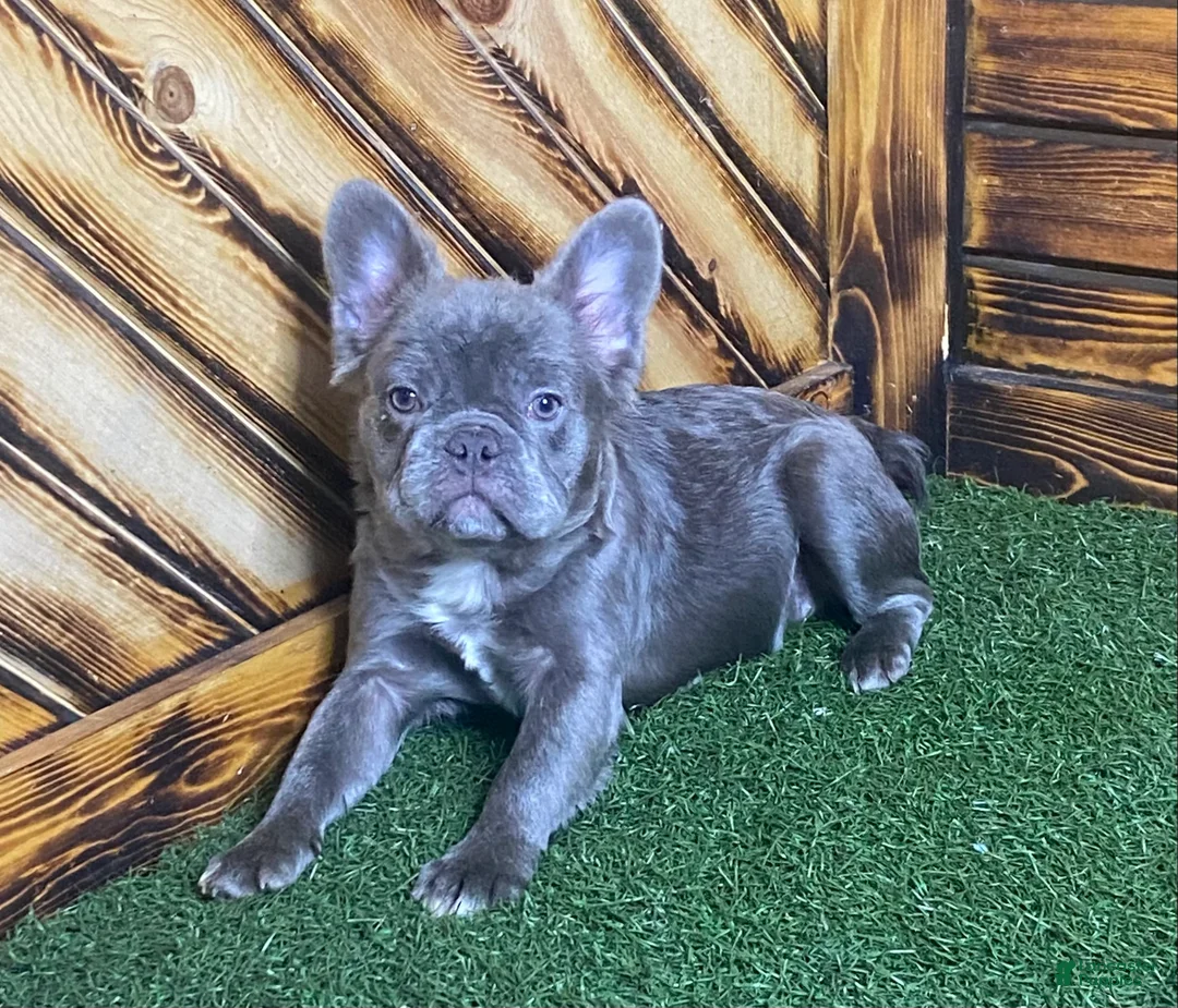 French Bulldog dogs for sale: Caste - Ad 5