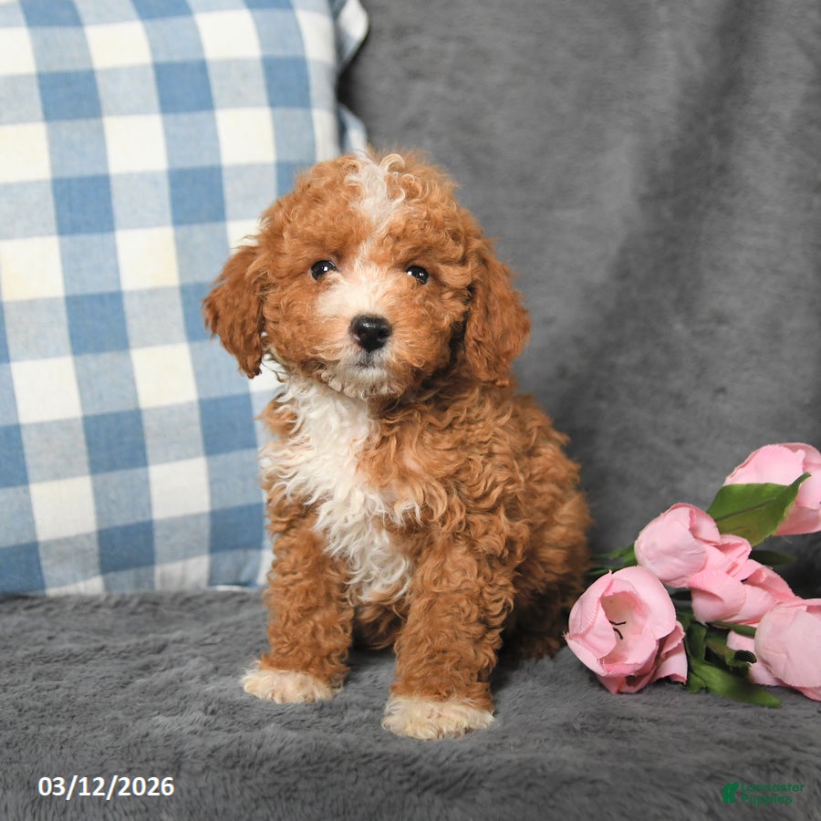 Toy Poodle dogs Ryan - Ad 2