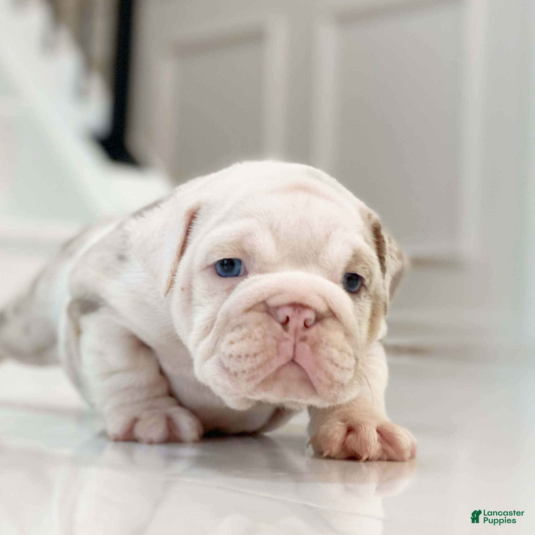 English Bulldog dogs Dallas - Ad 13