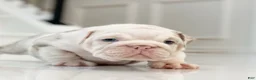 English Bulldog dogs for sale: Dallas - Ad 3