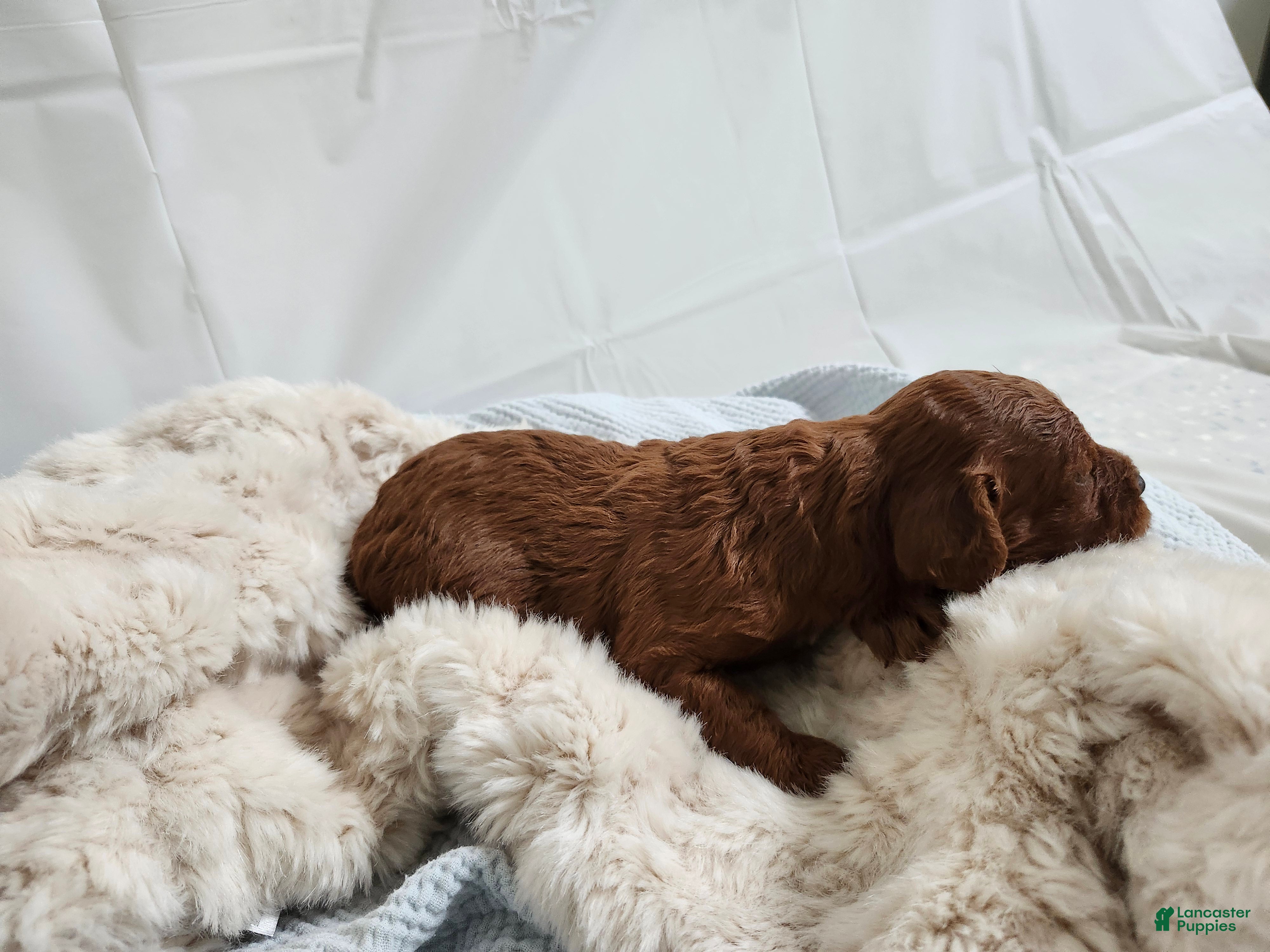 Cavapoo dogs Finley  - Ad 2