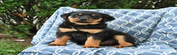 Rottweiler dogs for sale: Muffin - Ad 1