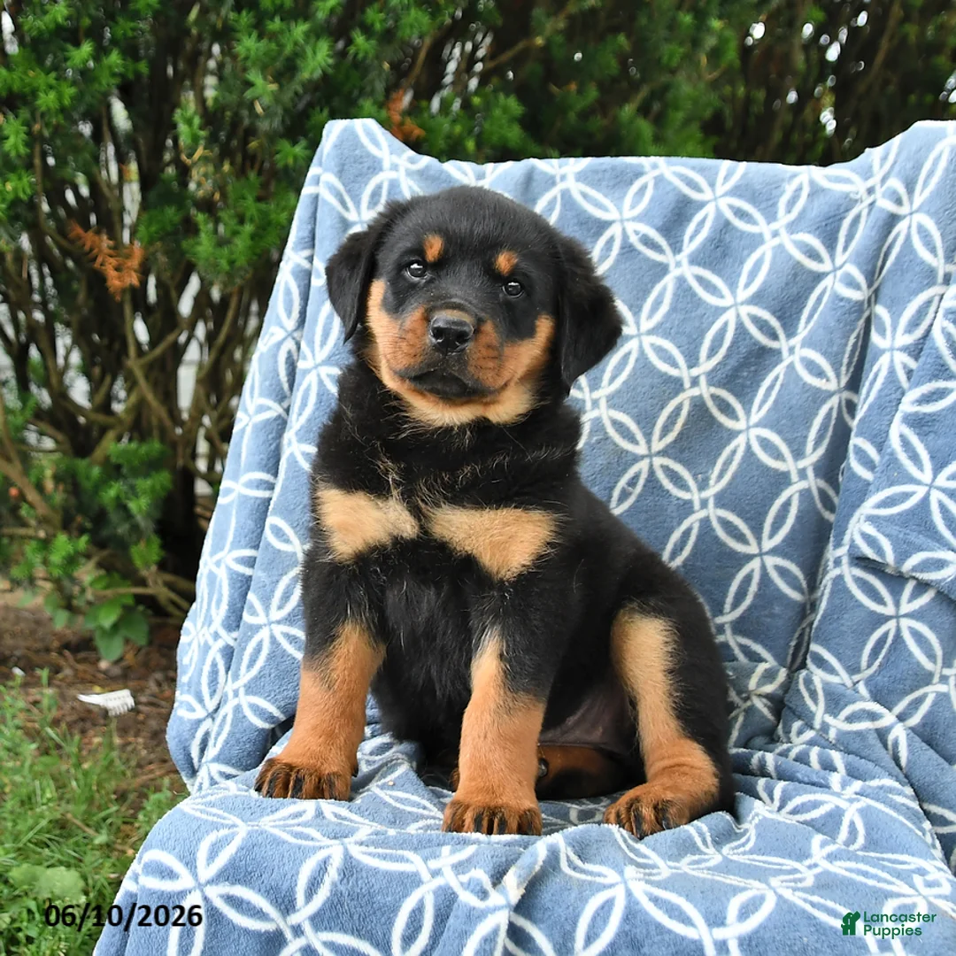 Rottweiler dogs for sale: Muffin - Ad 1