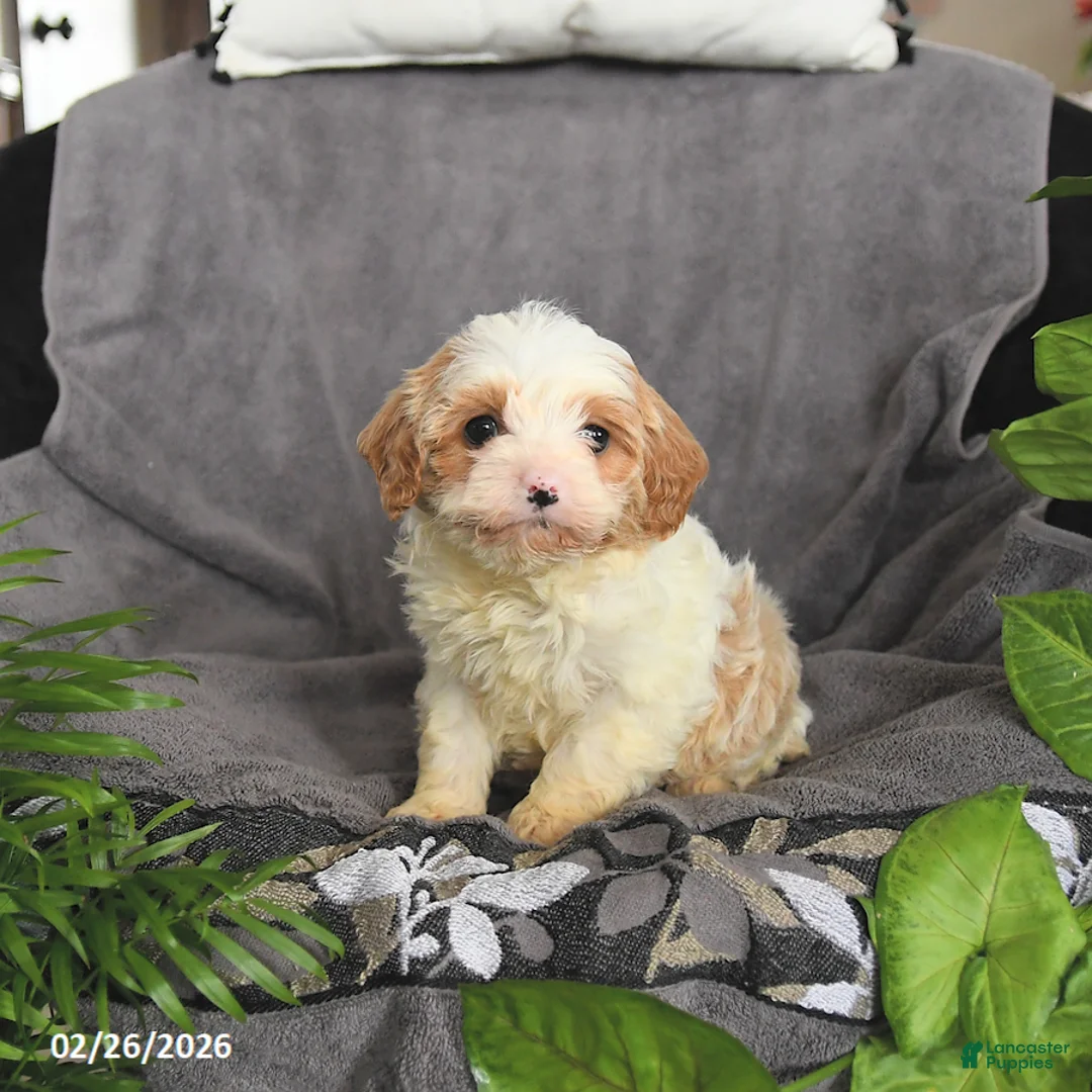Cavapoo dogs for sale: Matthew - Ad 2