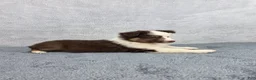 Miniature Australian Shepherd dogs for sale: Maverick  - Ad 6