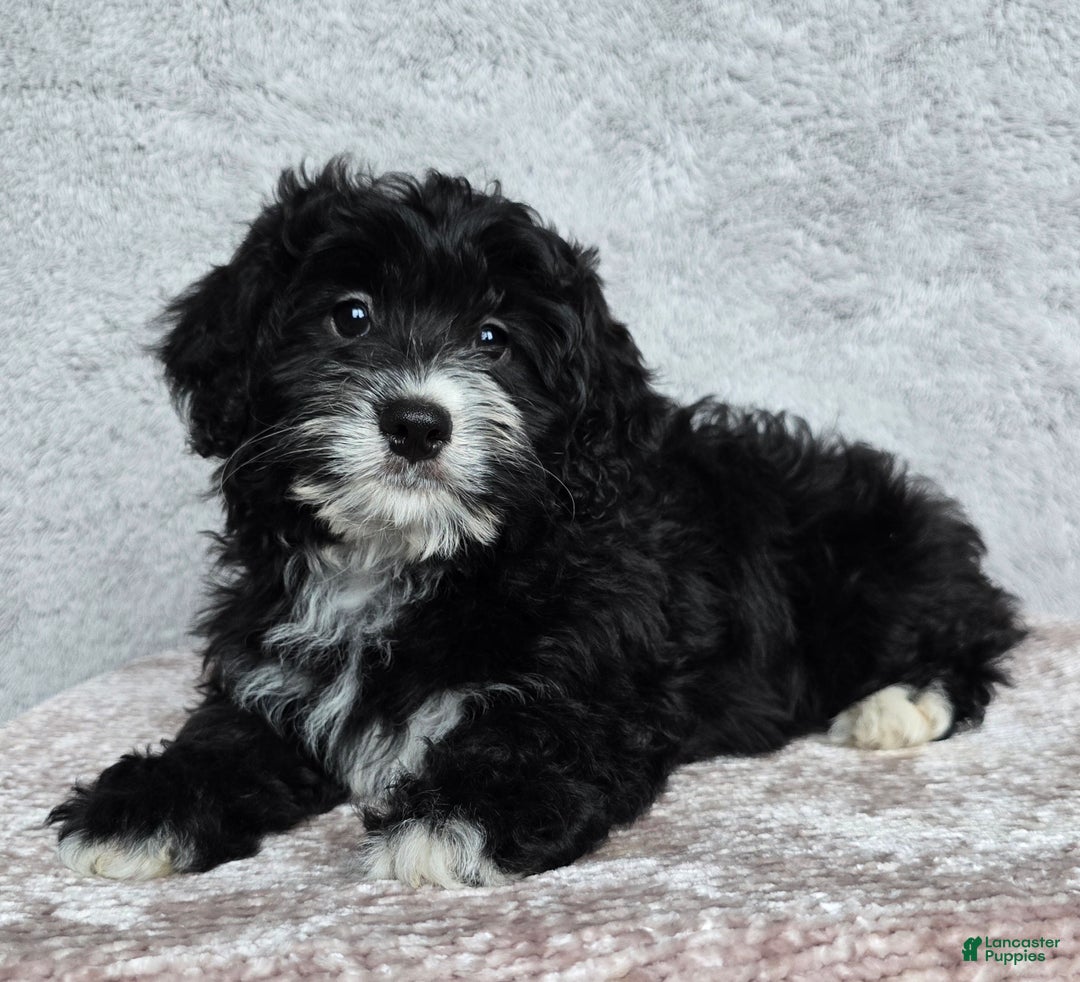 Mini Bernedoodle dogs for sale: Mini Reese - Ad 2