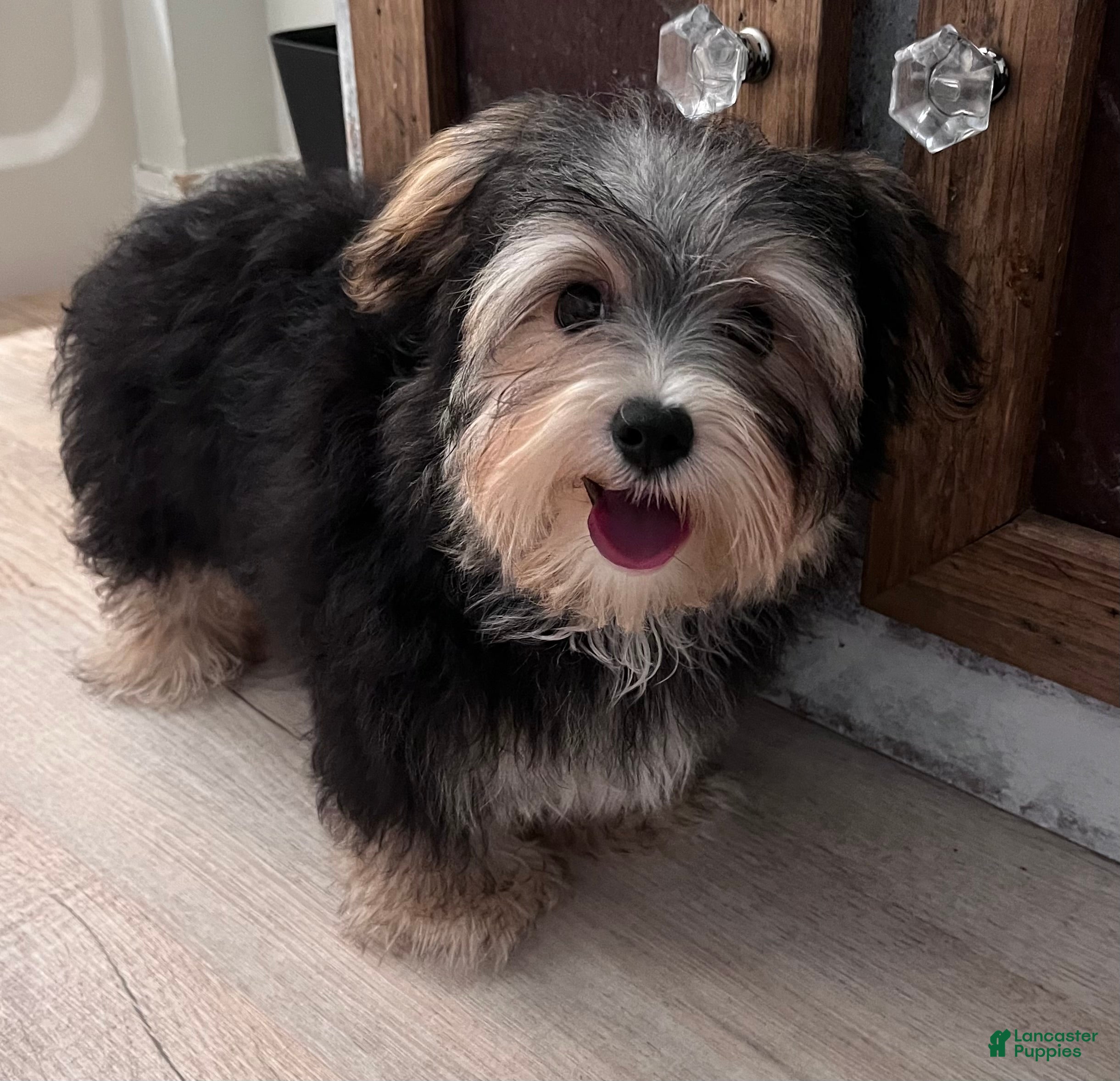 Morkie dogs Thor  - Ad 1