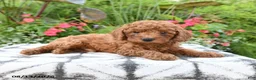 Toy Poodle dogs for sale: Remington - Ad 3