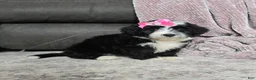 Mini Bernedoodle dogs for sale: Mini Wendy - Ad 19