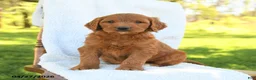 Goldendoodle dogs for sale: Chiffon - Ad 2