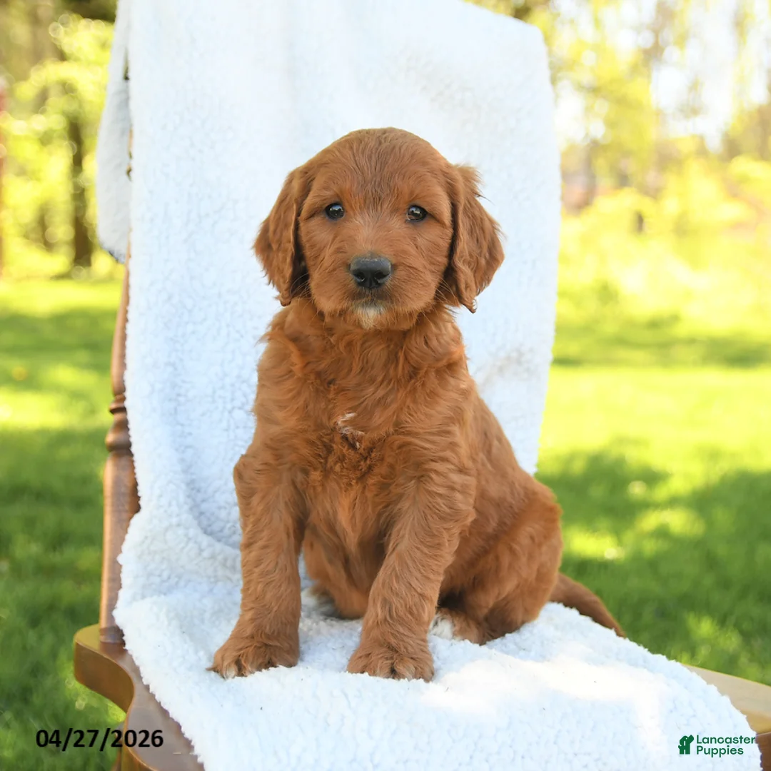 Goldendoodle dogs for sale: Chiffon - Ad 2