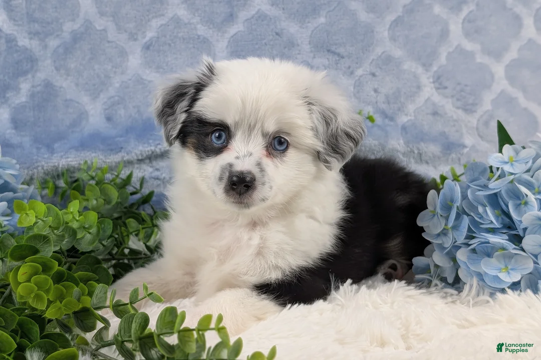 Toy Australian Shepherd dogs for sale: Brandi - Ad 7