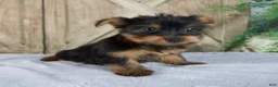 Yorkshire Terrier dogs for sale: Sophie - Ad 3