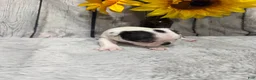 Boston Terrier dogs for sale: Boston Terrier 3 - Ad 3