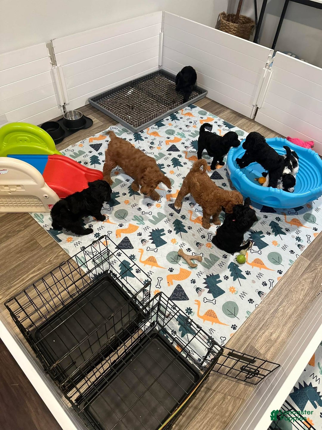 American Bully dogs for sale: Milli - Ad 12