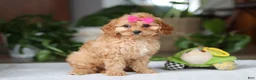 Cavapoo dogs for sale: Amelia - Ad 2