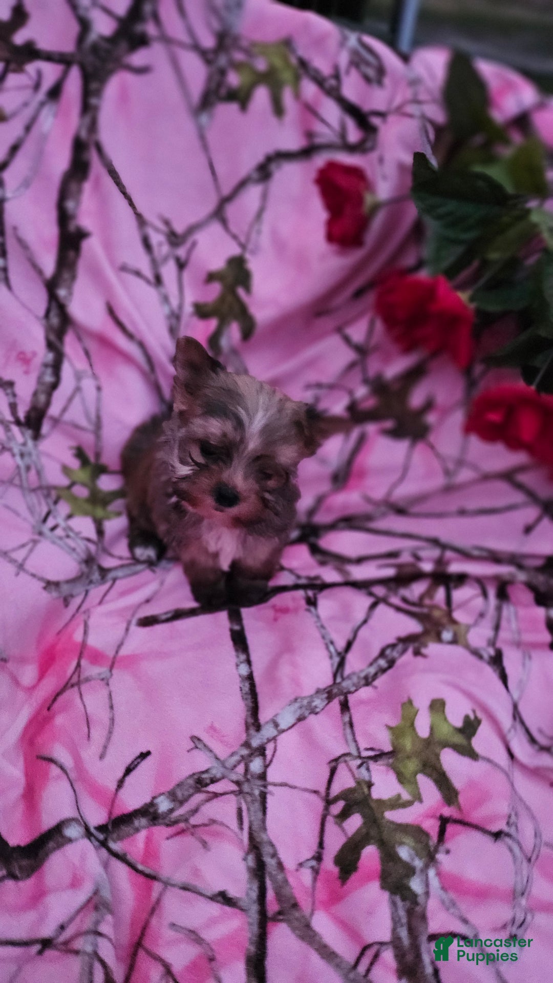 Morkie dogs for sale: Browney  - Ad 5