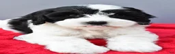 Mini Sheepadoodle dogs for sale: Piper - Ad 7