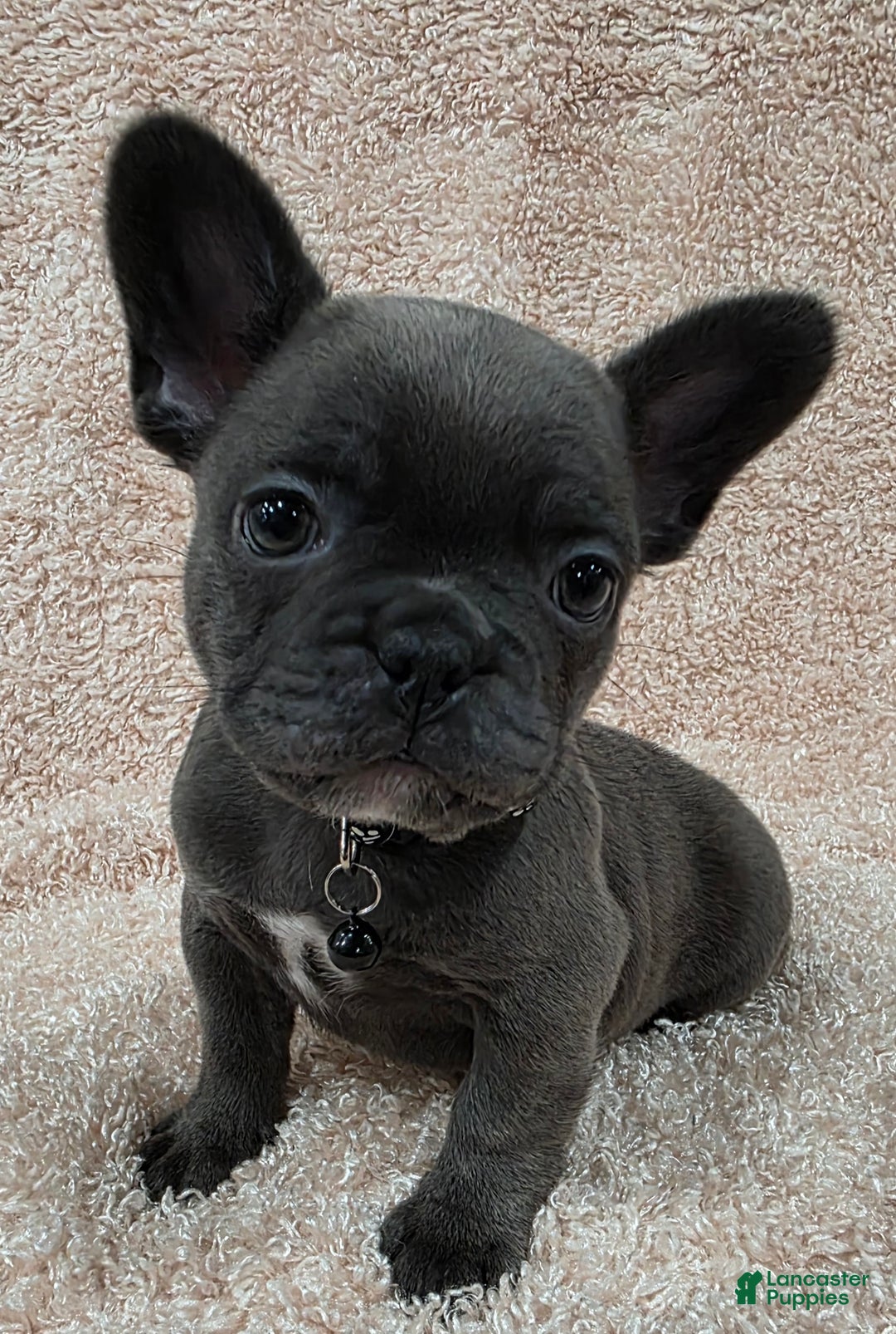 French Bulldog dogs for sale: French Bulldog Puppy 1 - Ad 3
