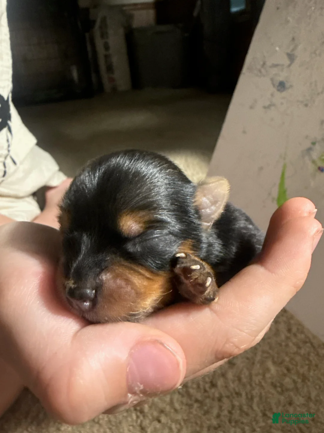 Yorkshire Terrier dogs for sale: Girl 3 - Ad 1