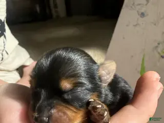 Yorkshire Terrier dogs Girl 3 - Ad 24