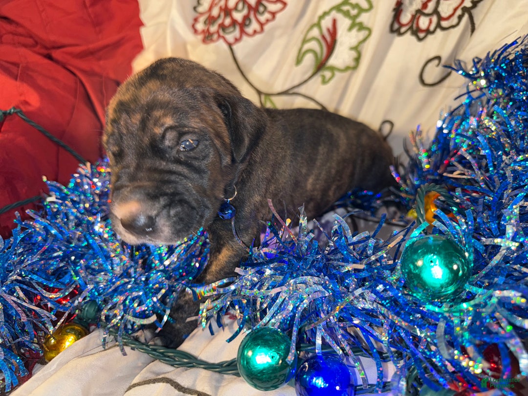 Great Dane dogs for sale: Mylar - Ad 8