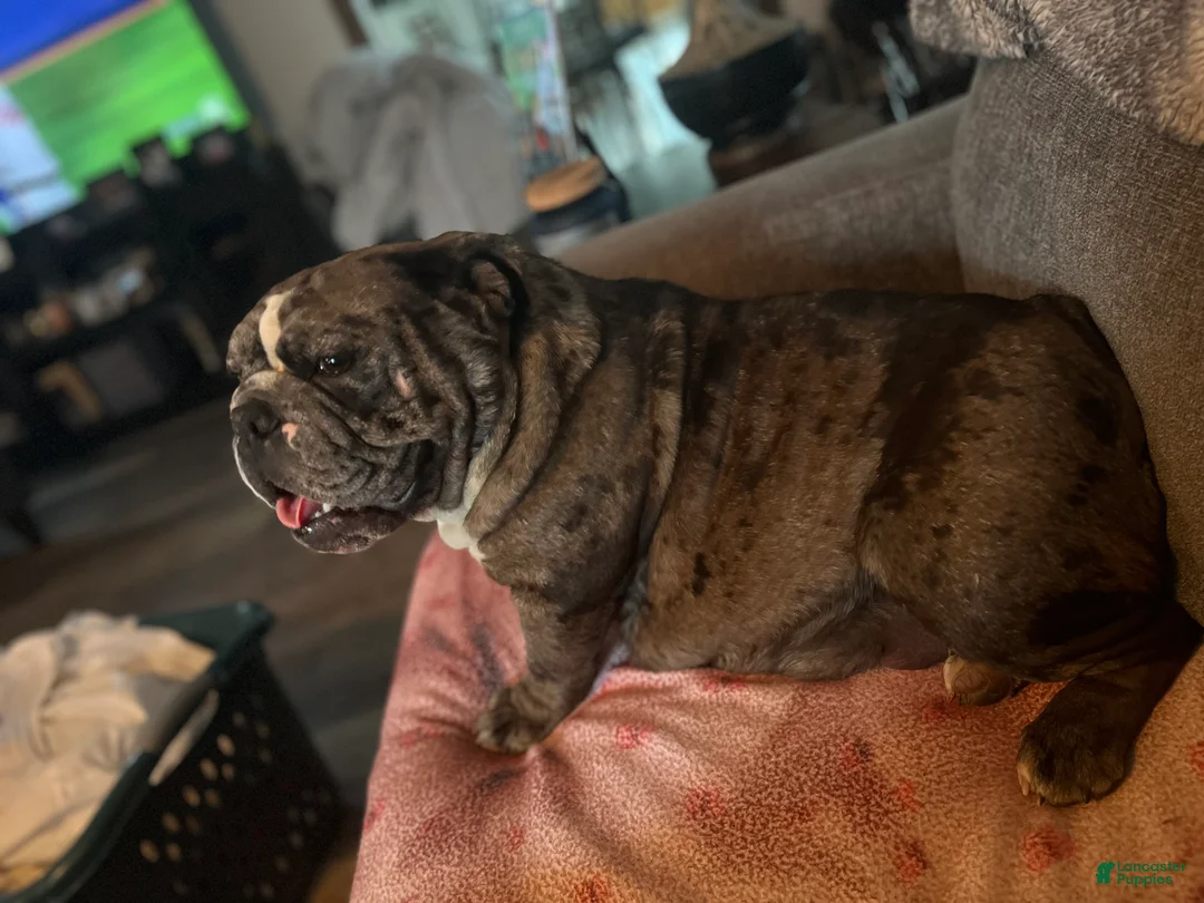 English Bulldog dogs for sale: Faith - Ad 18