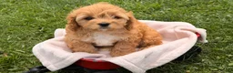 Cockapoo dogs for sale: Sunshine  - Ad 3