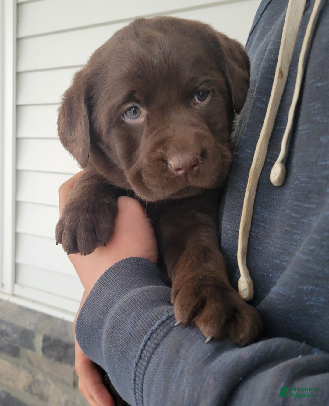 Labrador Retriever dogs for sale: Labrador Retriever Puppy 6 - Ad 3