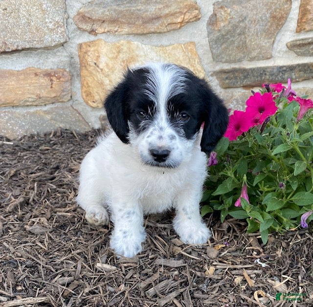 Mixed Breed dogs Duncan - Ad 1