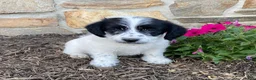 Mixed Breed dogs for sale: Duncan - Ad 1