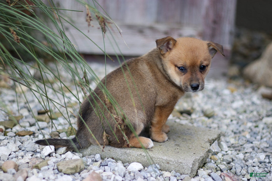Pomsky dogs for sale: Patty - Ad 3