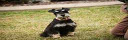 Miniature Schnauzer dogs for sale: Marina - Ad 8