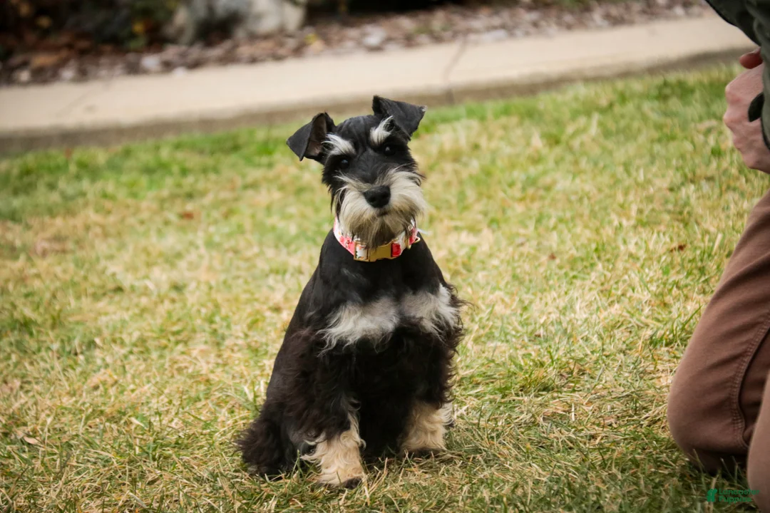 Miniature Schnauzer dogs for sale: Marina - Ad 8