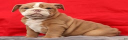 English Bulldog dogs for sale: Sam - Ad 4