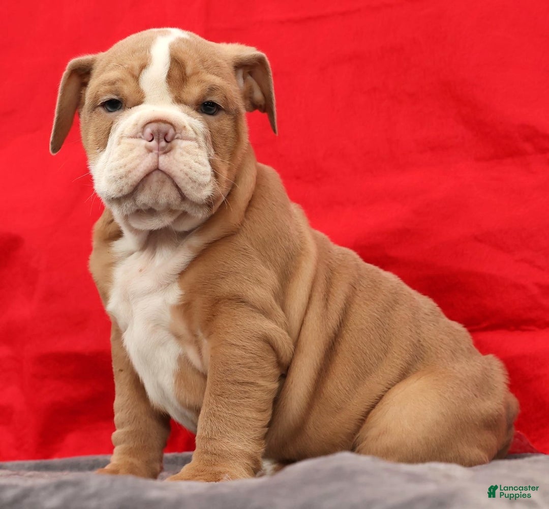 English Bulldog dogs for sale: Sam - Ad 4