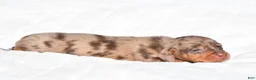 Miniature Dachshund dogs for sale: Holly - Ad 3