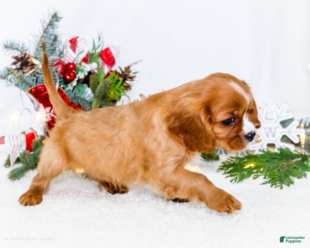 Cavalier King Charles Spaniel dogs for sale: Candy Cane - Ad 6
