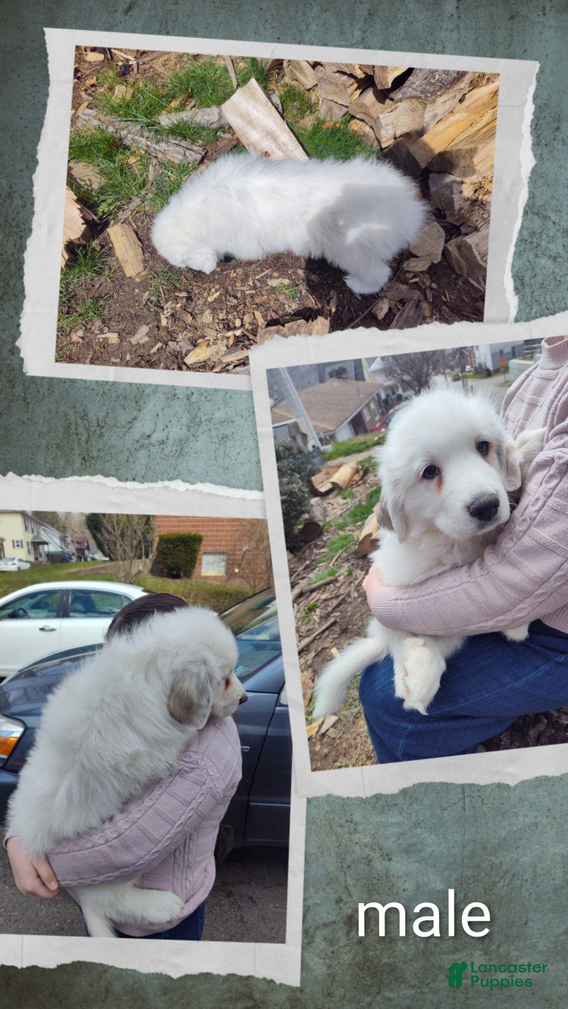 Great Pyrenees dogs Great Pyrenees Puppy 3 - Ad 18