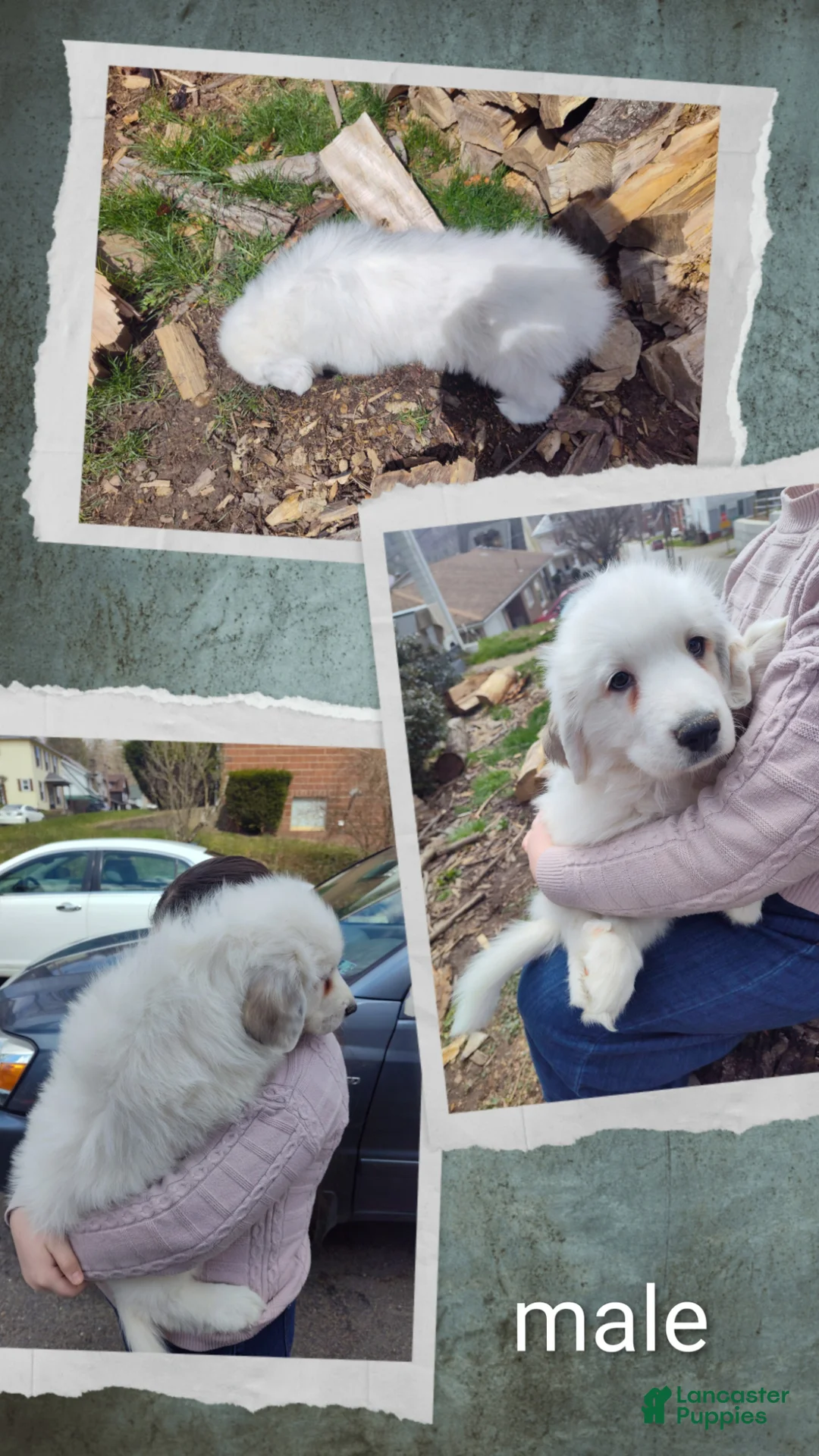 Great Pyrenees dogs for sale: Great Pyrenees Puppy 3 - Ad 1