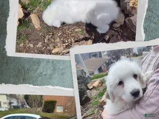 Great Pyrenees dogs Great Pyrenees Puppy 3 - Ad 18