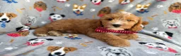 Cavapoo dogs for sale: Chance - Ad 5