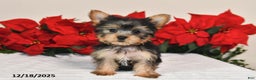 Yorkshire Terrier dogs for sale: Harper - Ad 3