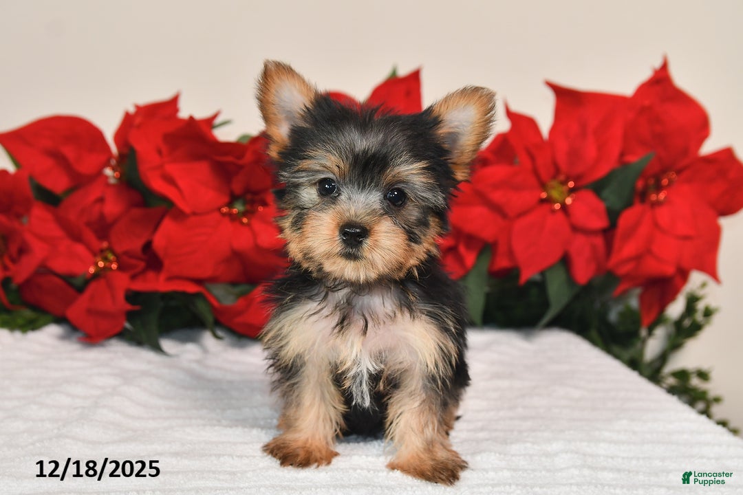 Yorkshire Terrier dogs for sale: Harper - Ad 3