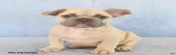 French Bulldog dogs for sale: Orlan - Ad 3