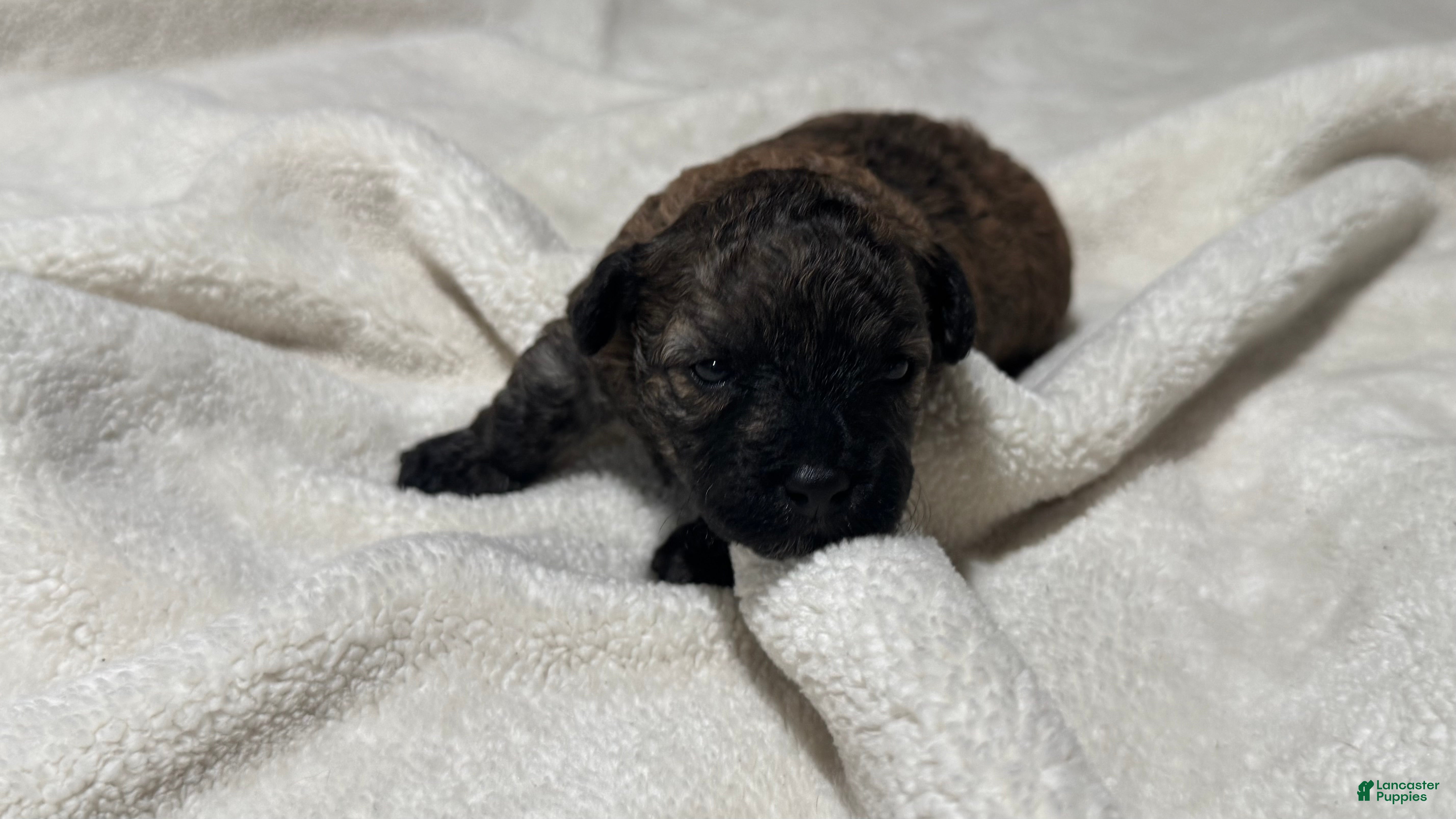 Toy Poodle dogs for sale: Mocha - Ad 2