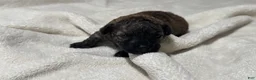 Toy Poodle dogs for sale: Mocha - Ad 1