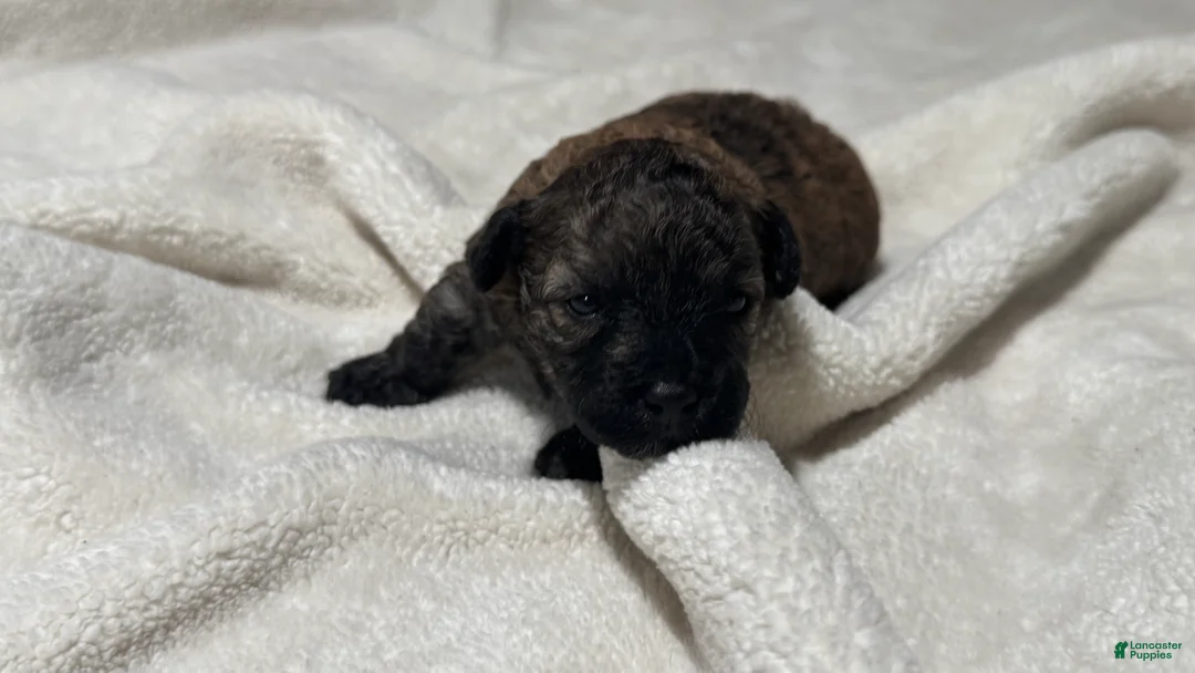 Toy Poodle dogs for sale: Mocha - Ad 1