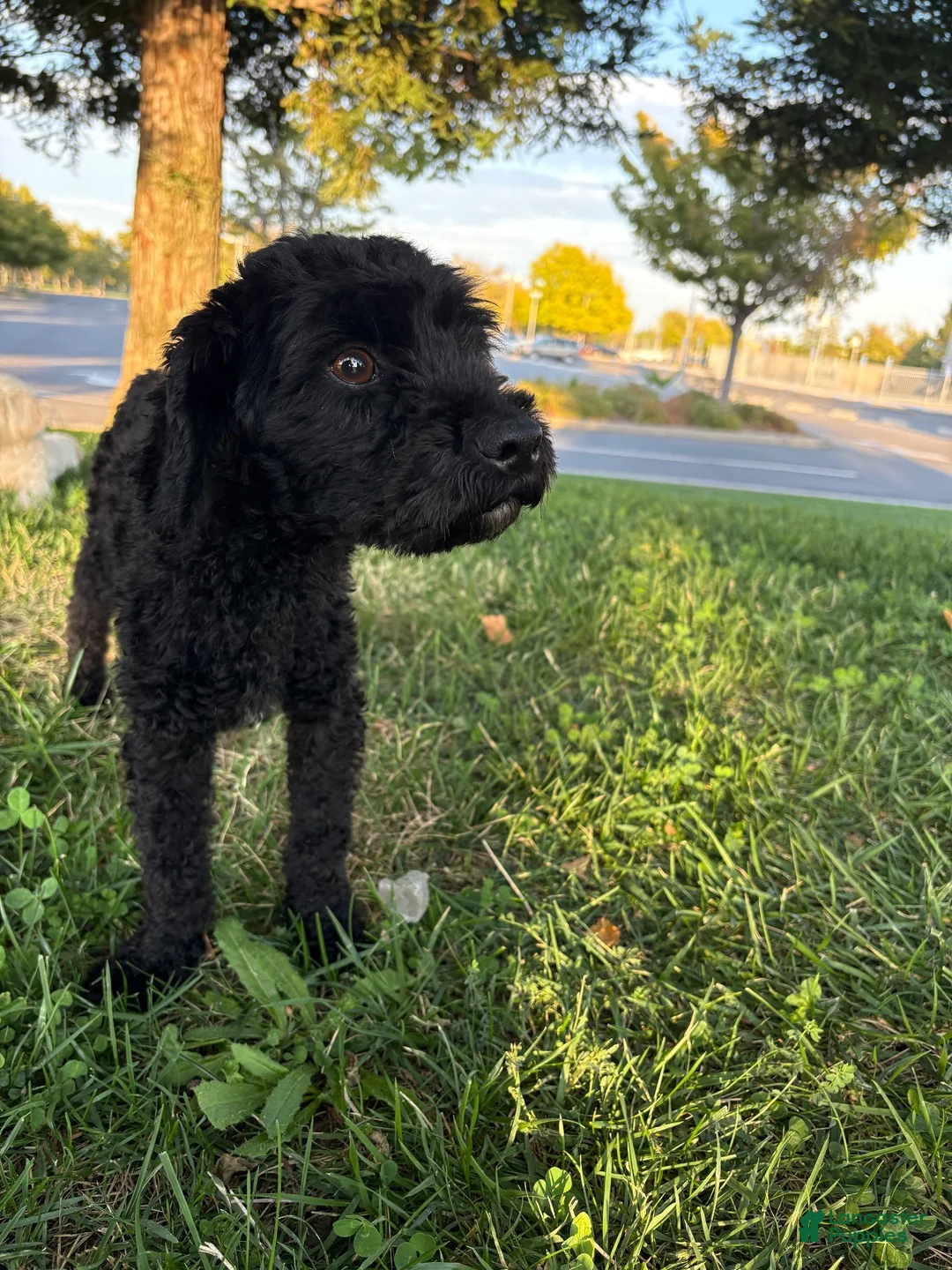 Maltipoo dogs for sale: Girl 2 (Cherish) - Ad 3