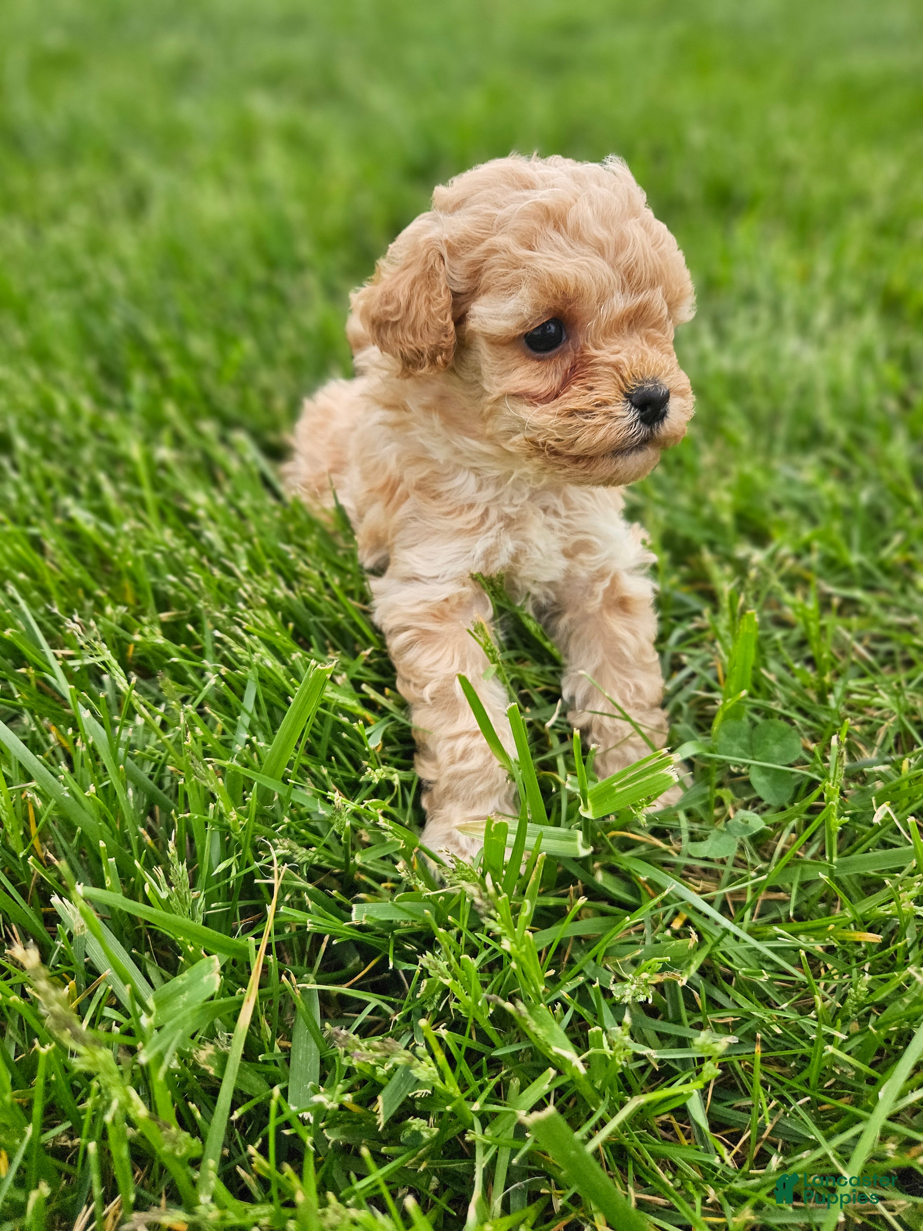 Cavapoo dogs Dexter - Ad 25